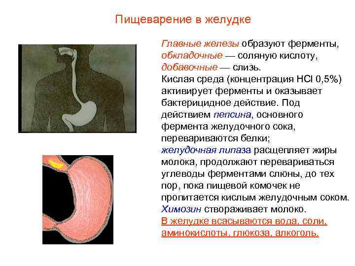 Пищеварение в желудке Главные железы образуют ферменты, обкладочные — соляную кислоту, добавочные — слизь.