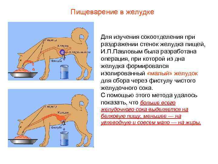 Пищеварение в желудке Для изучения сокоотделения при раздражении стенок желудка пищей, И. П. Павловым