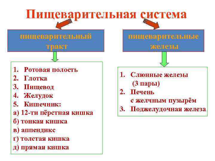 Пищеварительная система пищеварительный тракт 1. Ротовая полость 2. Глотка 3. Пищевод 4. Желудок 5.