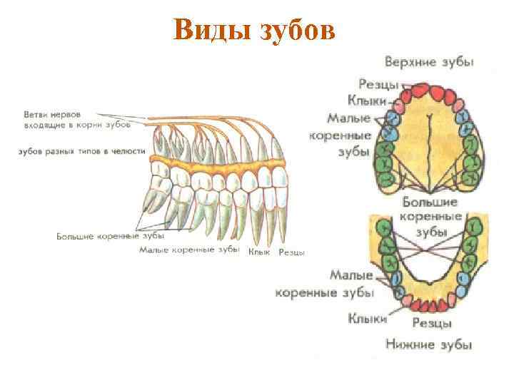Виды зубов 