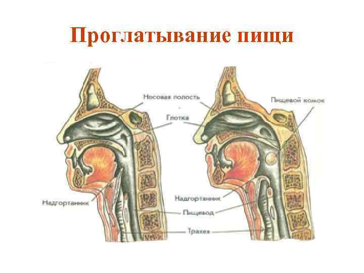 Проглатывание пищи 