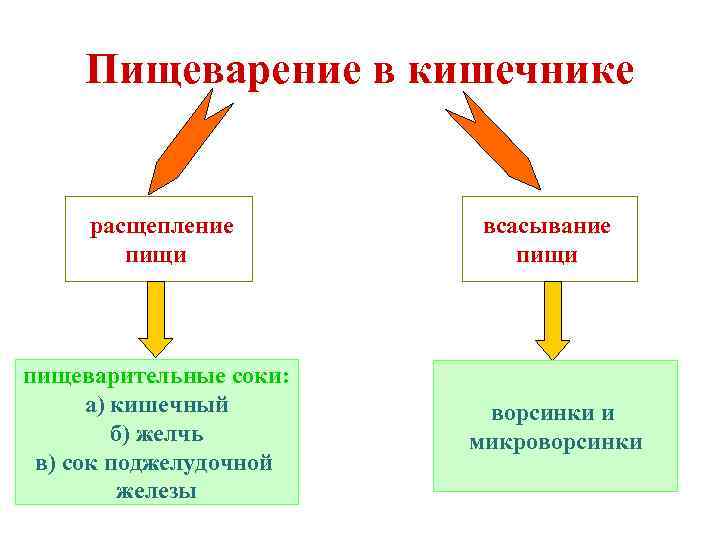 Пищеварение в кишечнике расщепление пищи пищеварительные соки: а) кишечный б) желчь в) сок поджелудочной