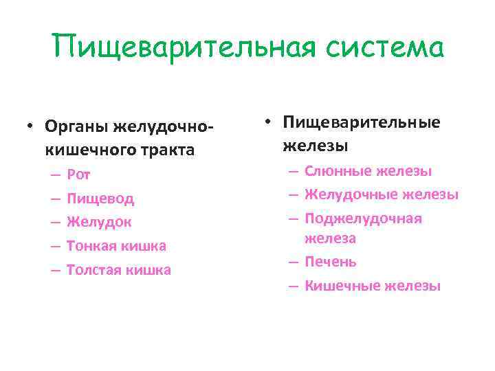 Пищеварительная система • Органы желудочнокишечного тракта – – – Рот Пищевод Желудок Тонкая кишка