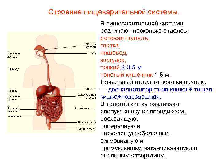 Пищеварительная система кратко