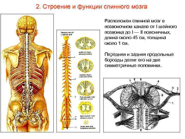2. Строение и функции спинного мозга Расположен спинной мозг в позвоночном канале от I