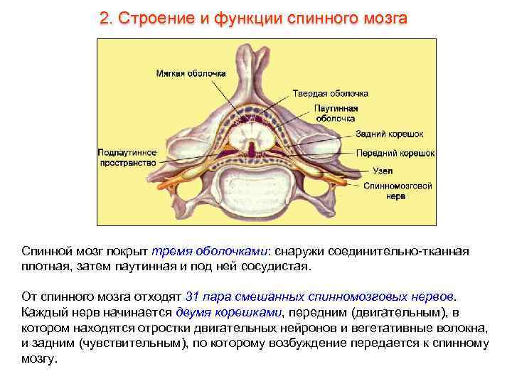 2. Строение и функции спинного мозга Спинной мозг покрыт тремя оболочками: снаружи соединительно-тканная плотная,
