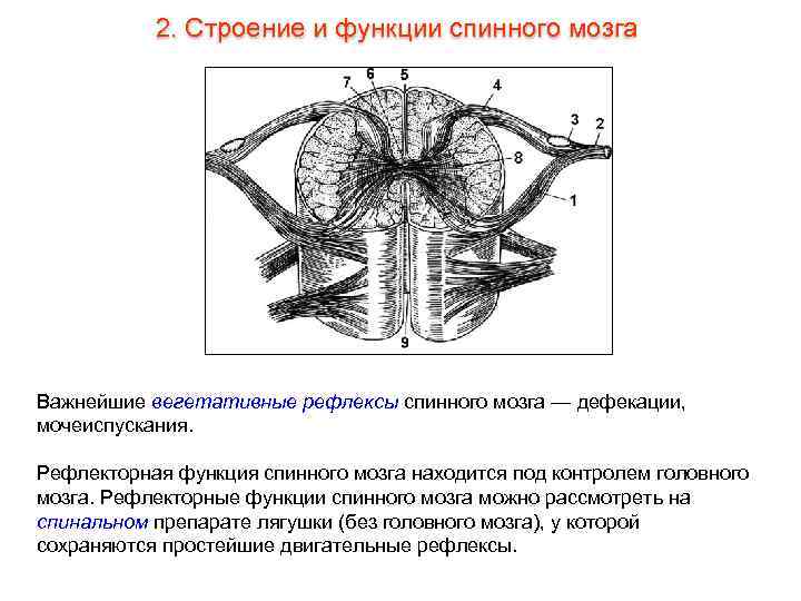 2. Строение и функции спинного мозга Важнейшие вегетативные рефлексы спинного мозга — дефекации, мочеиспускания.