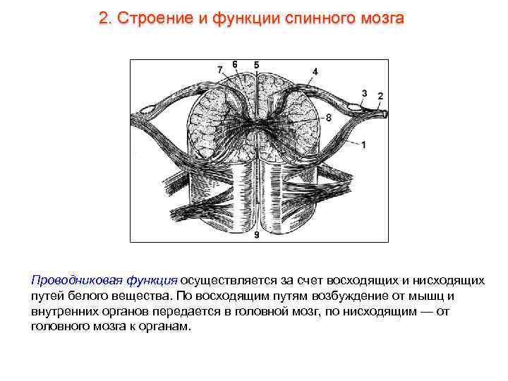 2. Строение и функции спинного мозга Проводниковая функция осуществляется за счет восходящих и нисходящих