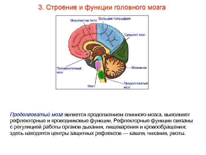3. Строение и функции головного мозга Продолговатый мозг является продолжением спинного мозга, выполняет рефлекторные