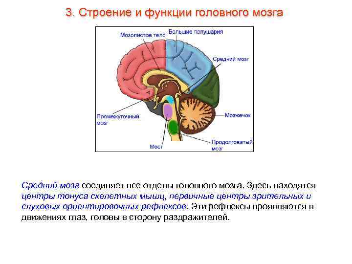 3. Строение и функции головного мозга Средний мозг соединяет все отделы головного мозга. Здесь
