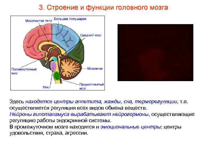3. Строение и функции головного мозга Здесь находятся центры аппетита, жажды, сна, терморегуляции, т.