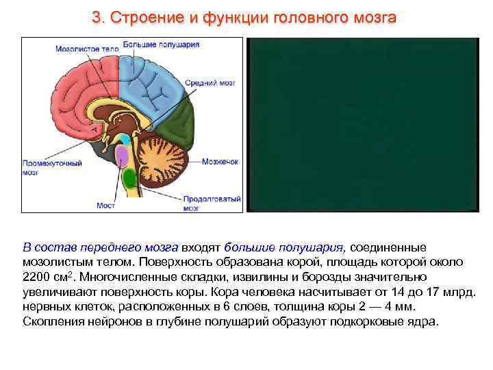 3. Строение и функции головного мозга В состав переднего мозга входят большие полушария, соединенные