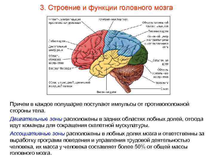 3. Строение и функции головного мозга Причем в каждое полушарие поступают импульсы от противоположной