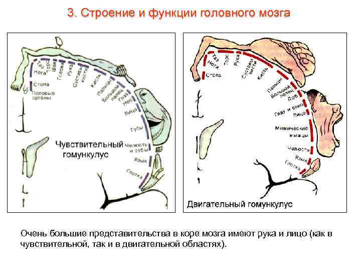 3. Строение и функции головного мозга Очень большие представительства в коре мозга имеют рука