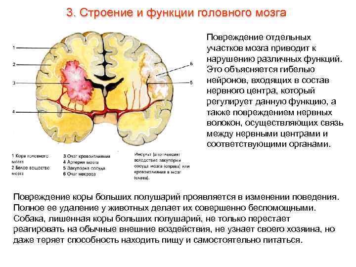 3. Строение и функции головного мозга Повреждение отдельных участков мозга приводит к нарушению различных