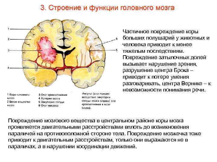 3. Строение и функции головного мозга Частичное повреждение коры больших полушарий у животных и