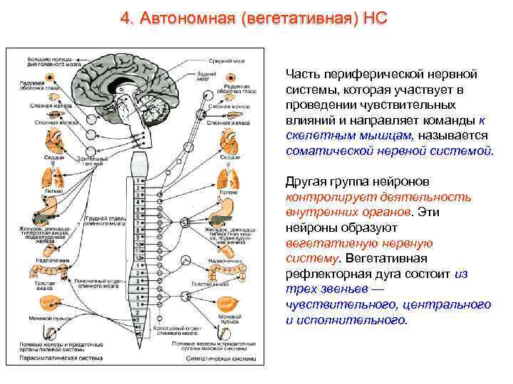 4. Автономная (вегетативная) НС Часть периферической нервной системы, которая участвует в проведении чувствительных влияний