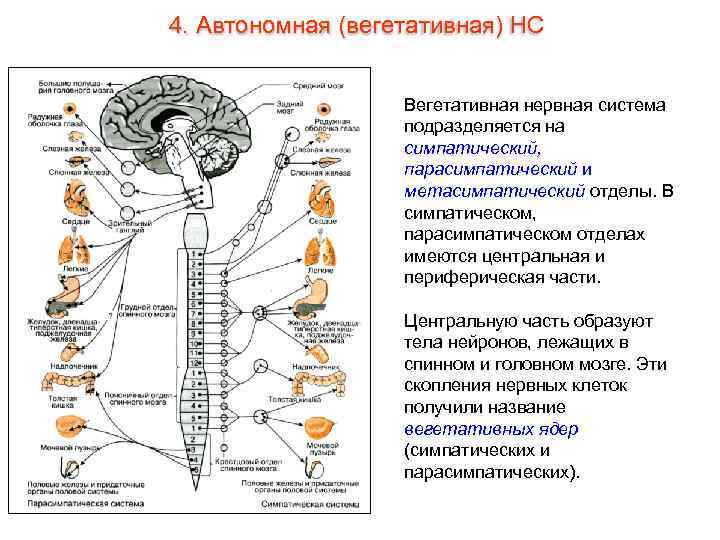 4. Автономная (вегетативная) НС Вегетативная нервная система подразделяется на симпатический, парасимпатический и метасимпатический отделы.