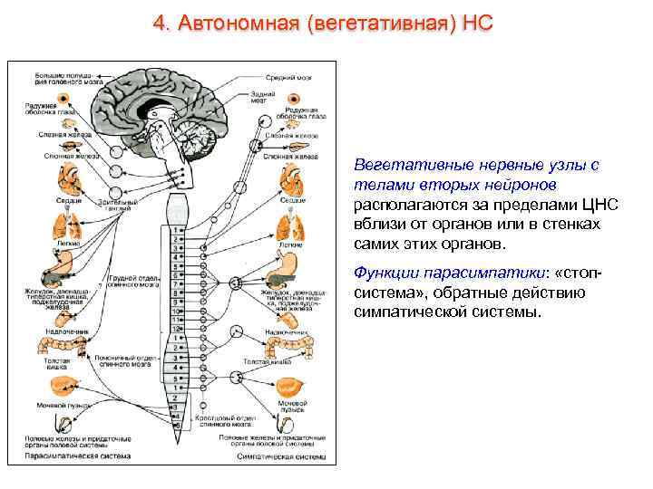 4. Автономная (вегетативная) НС Вегетативные нервные узлы с телами вторых нейронов располагаются за пределами