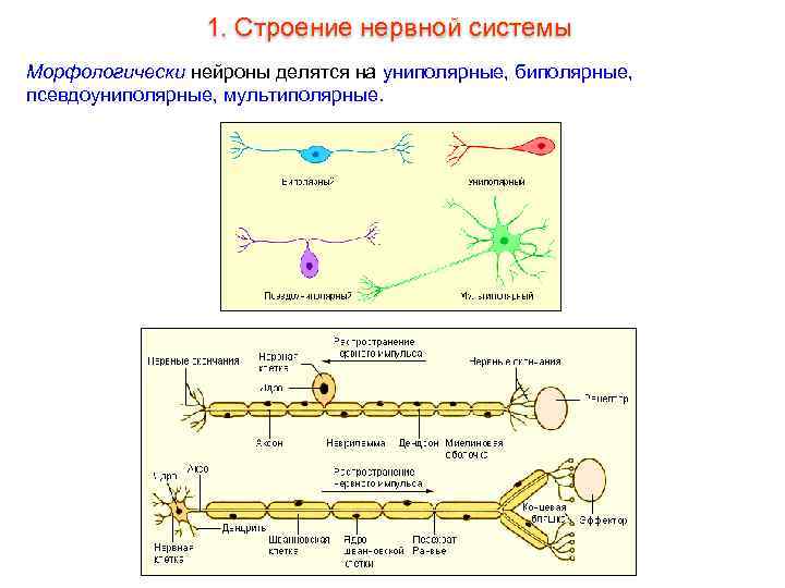 1. Строение нервной системы Морфологически нейроны делятся на униполярные, биполярные, псевдоуниполярные, мультиполярные. 