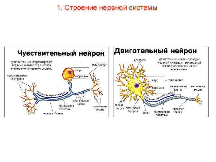 1. Строение нервной системы 