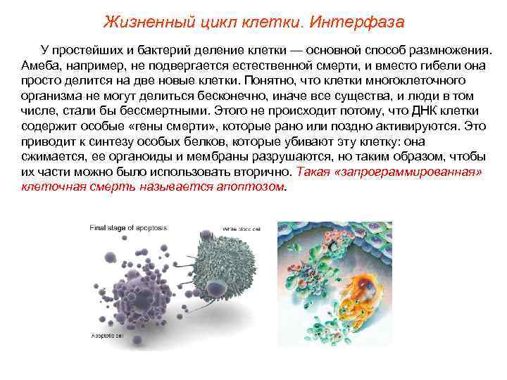 Жизненный цикл клетки. Интерфаза У простейших и бактерий деление клетки — основной способ размножения.