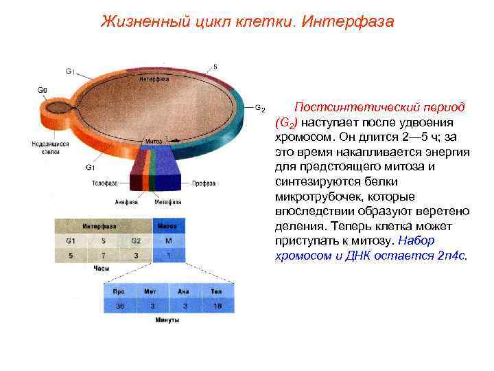 Жизненный цикл клетки. Интерфаза Постсинтетический период (G 2) наступает после удвоения хромосом. Он длится