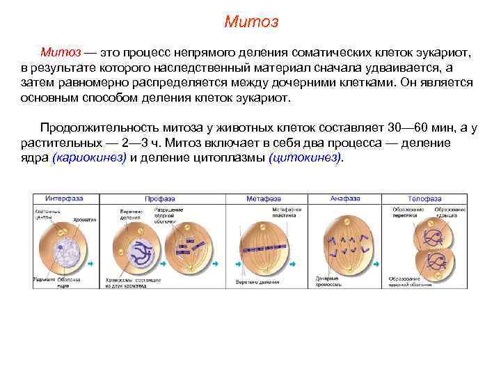 Митоз — это процесс непрямого деления соматических клеток эукариот, в результате которого наследственный материал