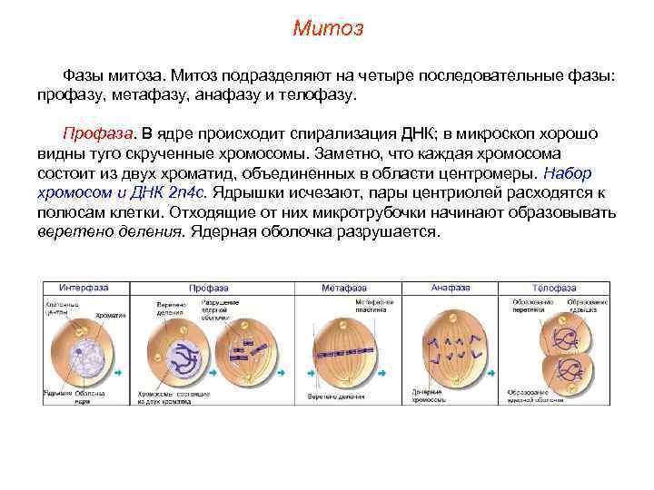 Митоз Фазы митоза. Митоз подразделяют на четыре последовательные фазы: профазу, метафазу, анафазу и телофазу.