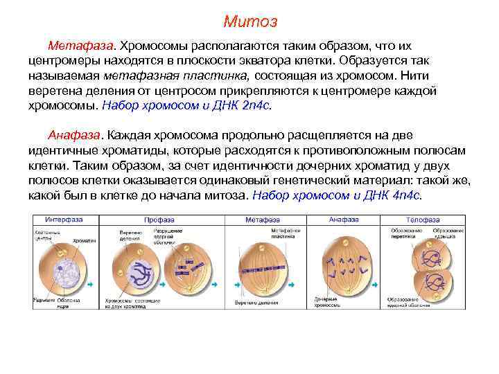 Митоз Метафаза. Хромосомы располагаются таким образом, что их центромеры находятся в плоскости экватора клетки.