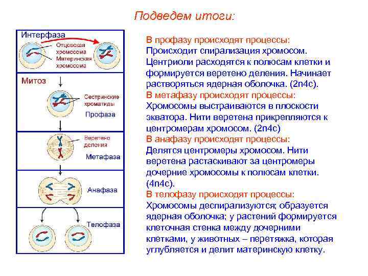 Подведем итоги: В профазу происходят процессы: Происходит спирализация хромосом. Центриоли расходятся к полюсам клетки