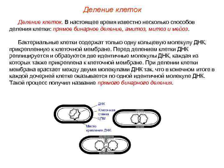 Деление клеток. В настоящее время известно несколько способов деления клетки: прямое бинарное деление, амитоз,