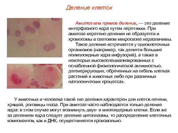 Деление клеток Амитоз или прямое деление, — это деление интерфазного ядра путем перетяжки. При