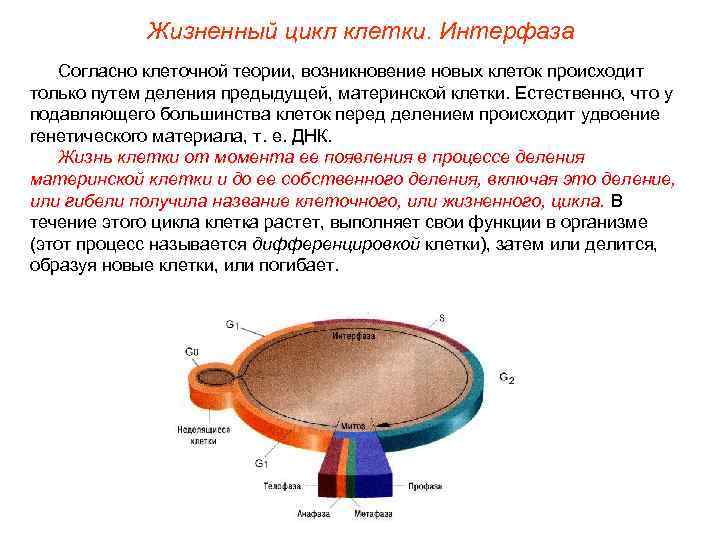 Жизненный цикл клетки. Интерфаза Согласно клеточной теории, возникновение новых клеток происходит только путем деления
