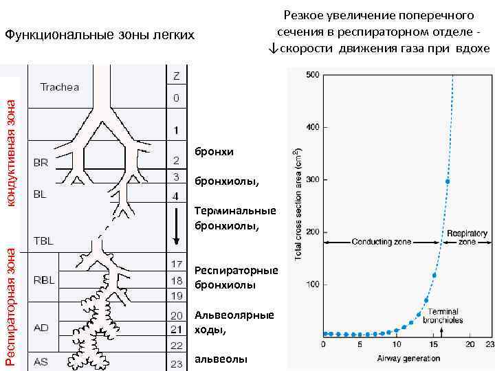 Зоны веста в легких