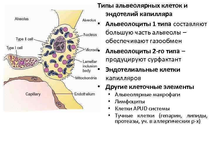 Слипанию стенок альвеол препятствует