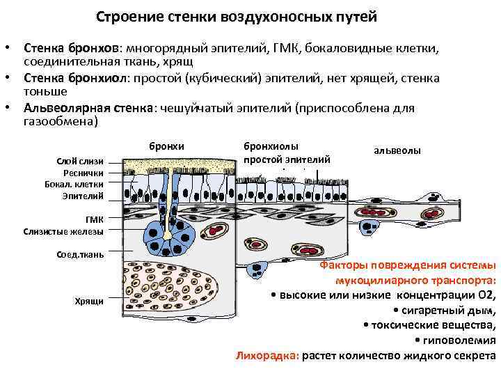 Обозначьте на рисунке названия элементов воздухоносных путей