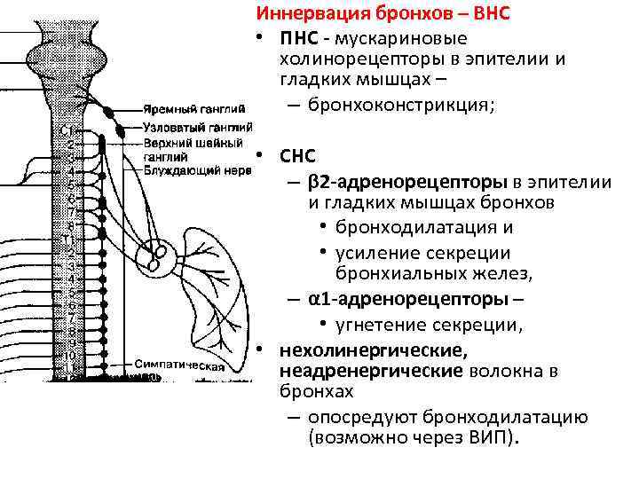 Иннервация бронхов – ВНС • ПНС - мускариновые холинорецепторы в эпителии и гладких мышцах