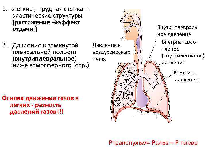 Выдох давление в легких. Давление в плевральной полости. Внутриплевральное давление при вдохе. Физиология внешнего дыхания кратко. Изменение давления в грудной полости при дыхании.