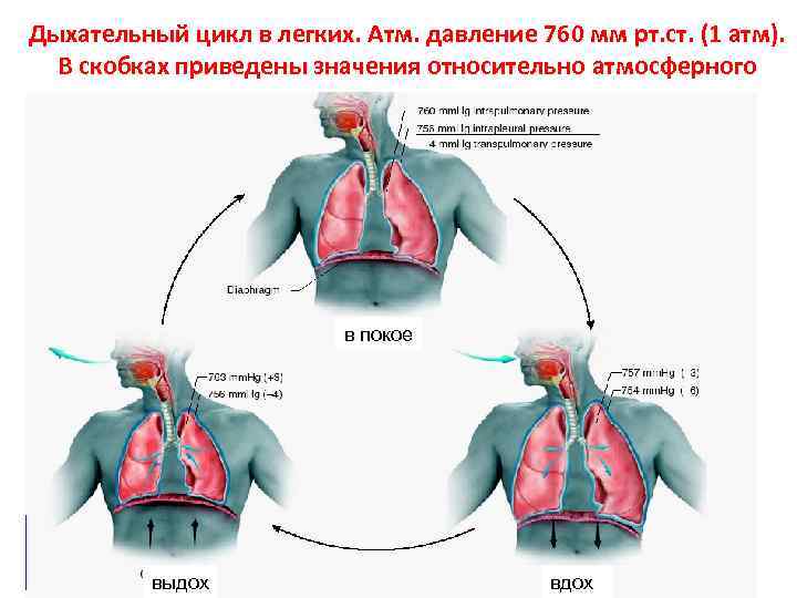 Дыхательные движения регуляция дыхания презентация 8 класс