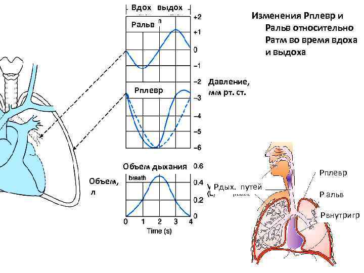 При вдохе диаграмма