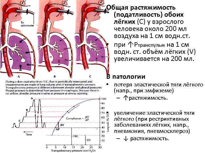 Свойства легких