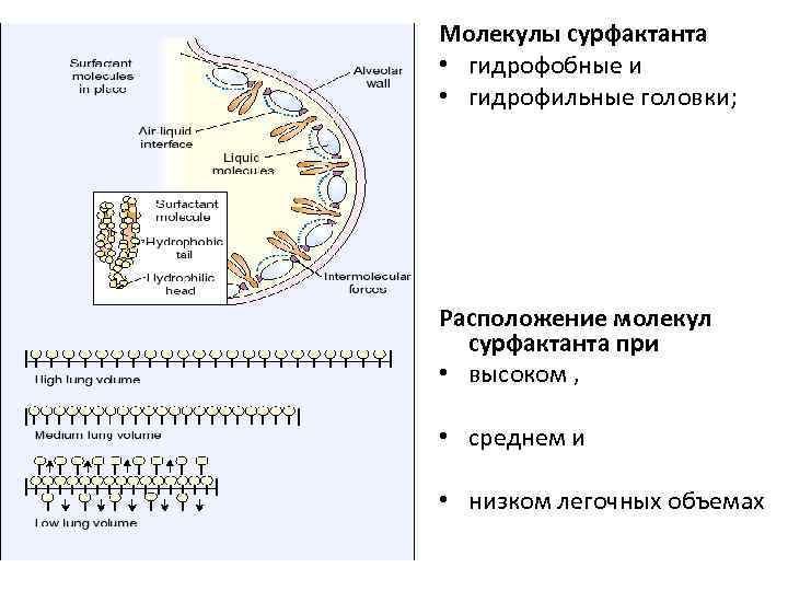 Молекулы сурфактанта • гидрофобные и • гидрофильные головки; Расположение молекул сурфактанта при • высоком