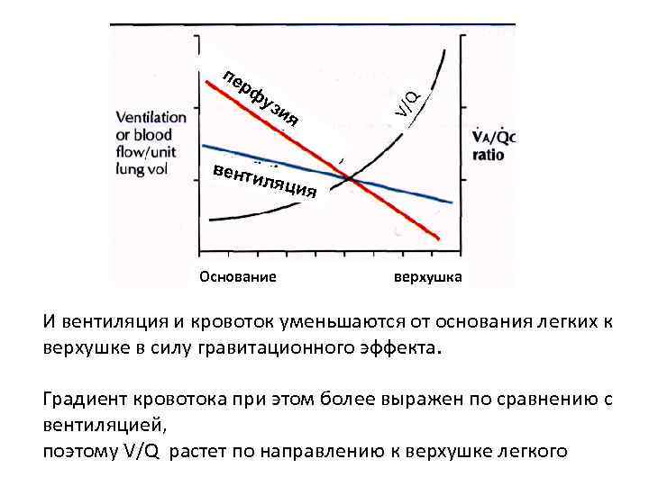 V/ Q пе рф уз ия вент иляц ия Основание верхушка И вентиляция и