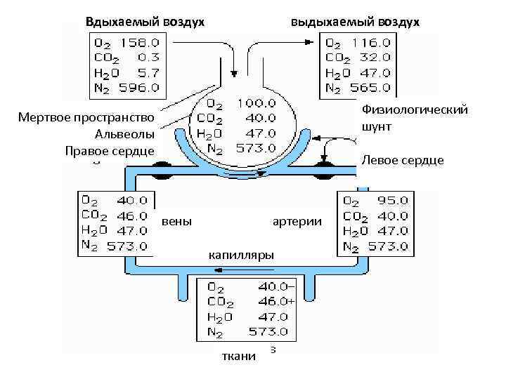 Вдыхаемый воздух выдыхаемый воздух Физиологический шунт Мертвое пространство Альвеолы Правое сердце Левое сердце вены