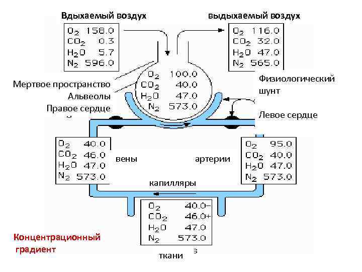 Вдыхаемый воздух выдыхаемый воздух Физиологический шунт Мертвое пространство Альвеолы Правое сердце Левое сердце вены