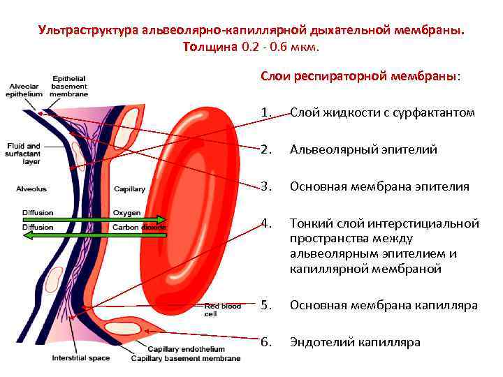 Лекция для ситроен