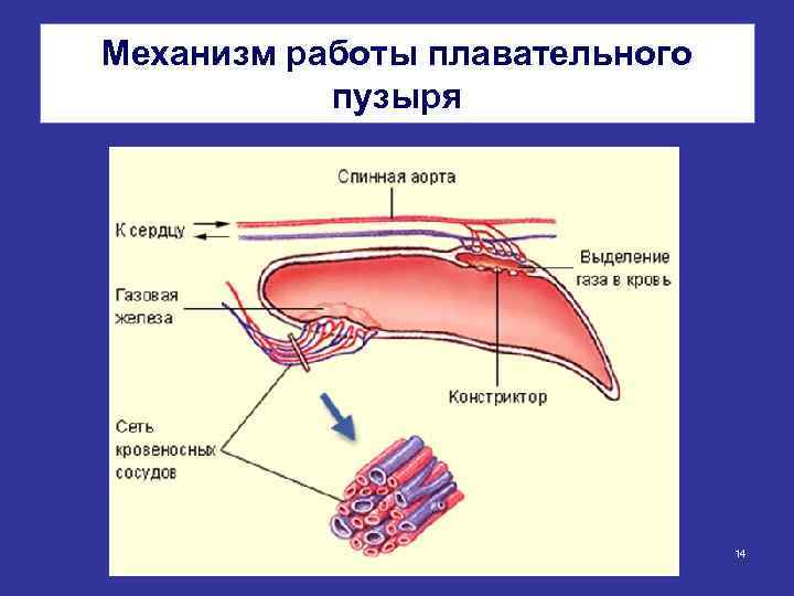 Механизм работы плавательного пузыря 14 