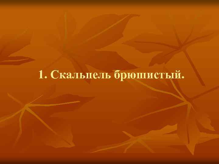 1. Скальпель брюшистый. 