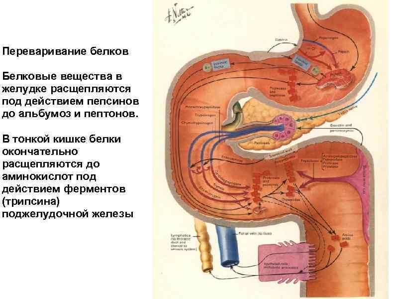 Переваривание белков Белковые вещества в желудке расщепляются под действием пепсинов до альбумоз и пептонов.